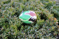 2016-easter-egg-hunt-5108
